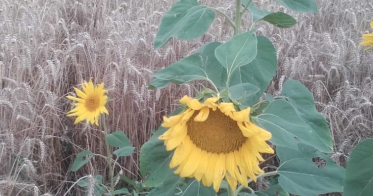 Accepte ce qui est- laisse aller ce qui était – et aie confiance en ce qui sera