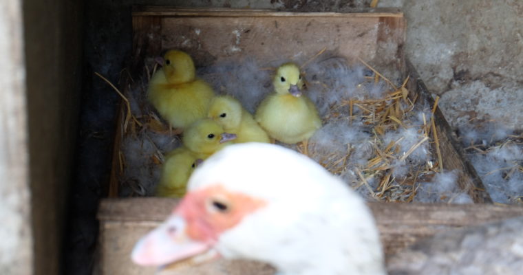 “Quand un homme a un bec de canard, des ailes de canard et des pattes de canards : c’est un canard. C’est vrai aussi pour les petits merdeux. ” Michel Audiard