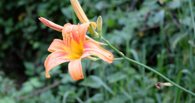 “Toutes les femmes aiment les bouquets, peu de femmes aiment les fleurs.” A. Karr