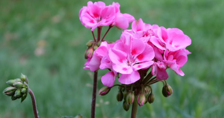 “Nul ne sait si l’homme préhistorique était sensible aux senteurs des fleurs.”  A.Gullino