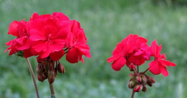 Voir, apercevoir et regarder : « Voir une fleur et la regarder, voilà toute la difference! »