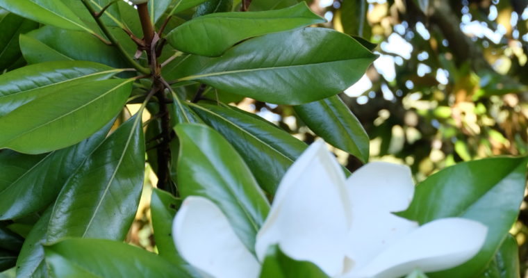 Fleur de magnolia grandiflora.